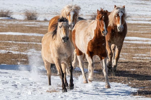 Hopkins, Cindy Miller 아티스트의 USA-Colorado-Westcliffe Music Meadows Ranch Herd of mixed breed horses running in the snow작품입니다.